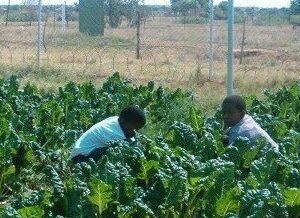 mafikeng