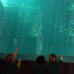 cubs discovery in aquarium